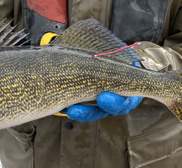 green-bay-walleye-reward-tag-study-continues-in-2025-wisconsin-dnr